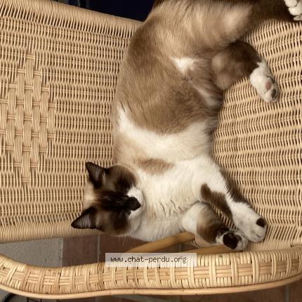 Photo 1/1 Puck Chat lost in Marseille