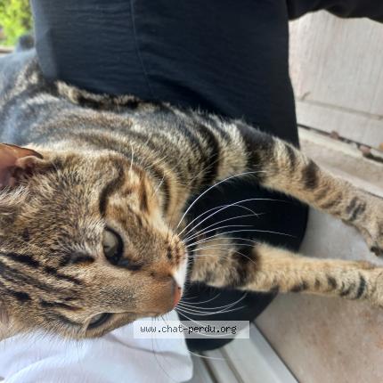 Photo 1/1 Cat reunited Found in Billere