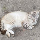 Picture of cat lost at Le Bouscat