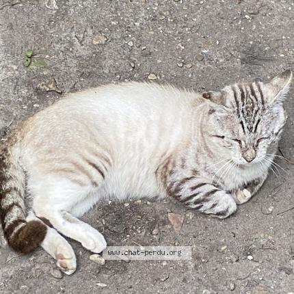 Photo 1/1 Anatole Chat lost in Le bouscat