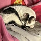 Picture of cat lost at Le Bouscat