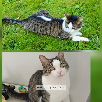 Photo 1/1 Carlito Chat lost in Trouville la haule