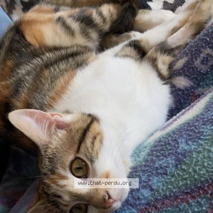 Photo 1/1 Tilly Chat lost in Ouerre