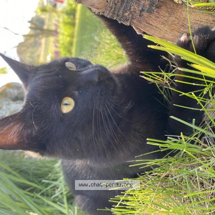 Photo 1/1 Gama Chat lost in Saint avit