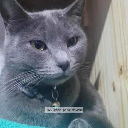 Photo 1/1 Greysi Chat lost in Jose c paz