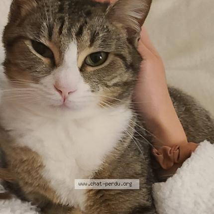 Photo 1/1 Twinnie Chat lost in Desertines