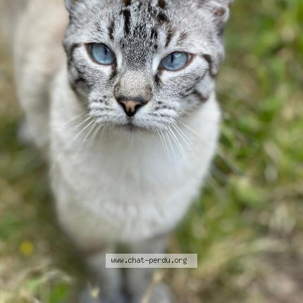 Photo 1/1 Jager Chat lost in Soissons