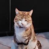 Johny