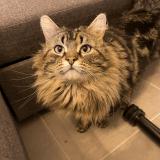 Picture of cat lost at Ableiges