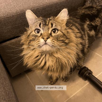 Photo 1/1 Saïko Chat lost in Ableiges