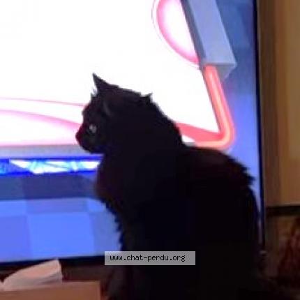 Photo 1/1 MINUIT Chat lost in La fare les oliviers