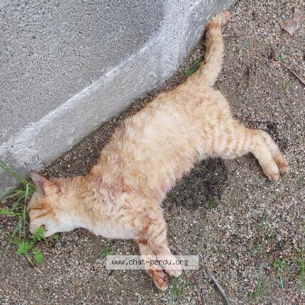 Photo 1/1 Found cat Found in Le bouchaud