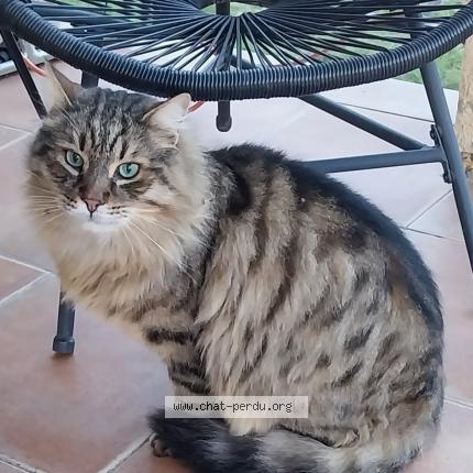 Photo 1/1 COPAIN Chat lost in Aigremont