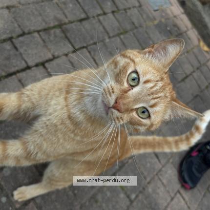 Photo 1/1 Found cat Found in Ernee