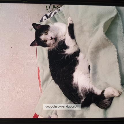 Photo 1/1 Felix Chat lost in Froges