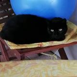 Picture of cat found at Villieu Loyes Mollon