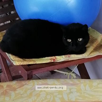 Photo 1/1 Found cat Found in Villieu loyes mollon