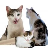 Picture of cat lost at Toulouse