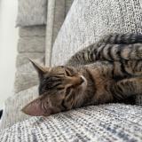 Picture of cat lost at Carrieres Sur Seine