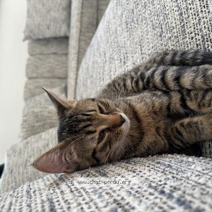 Photo 1/1 Titi Chat lost in Carrieres sur seine