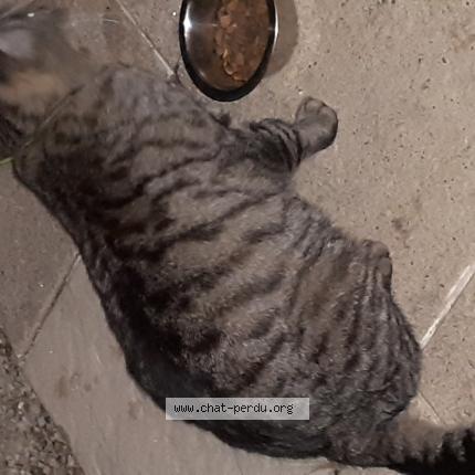 Photo 1/1 Found cat Found in Vaux rouillac