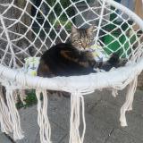 Picture of cat lost at Meylan 38240