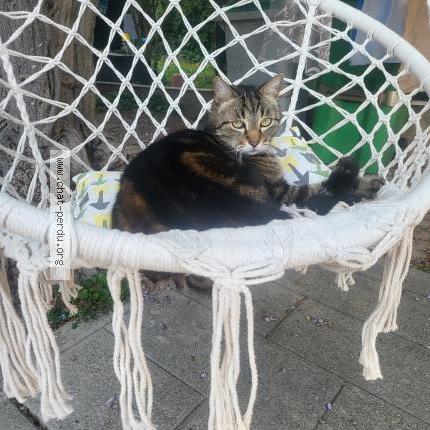 Photo 1/1 Joe Chat lost in Meylan 38240