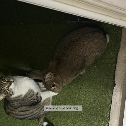 Photo 1/1 Skinny Chat lost in Marseille