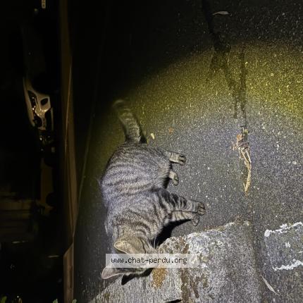 Photo 1/1 Found cat Found in Sevres