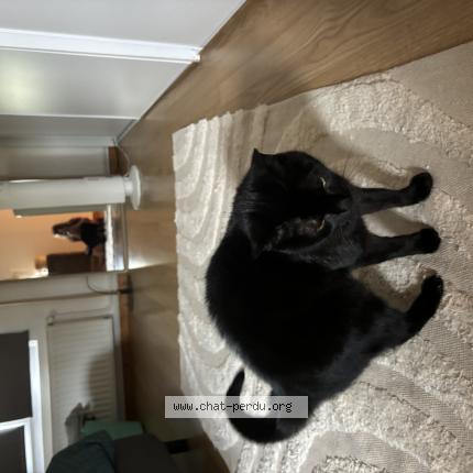 Photo 1/1 Vanille Chat lost in Beauvais