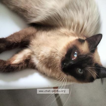 Photo 1/1 DOMINO Chat lost in Mertzwiller