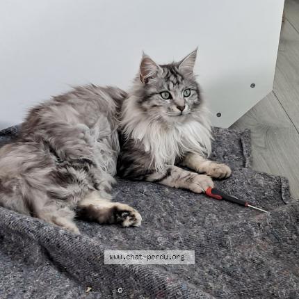 Photo 1/1 URBEX Chat lost in Vitrolles