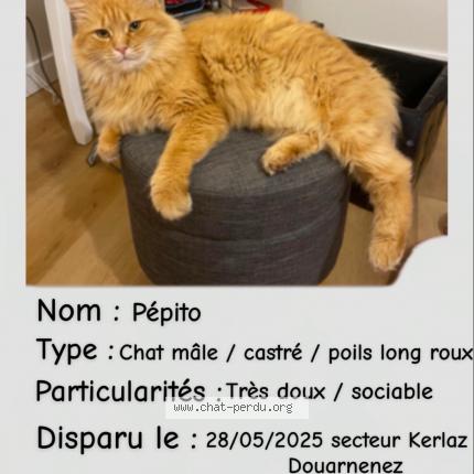 Photo 1/1 Pepito Chat lost in Kerlaz