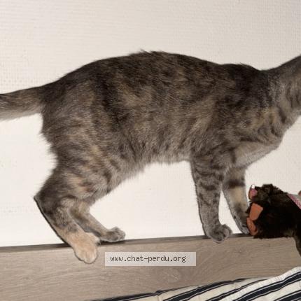 Photo 1/1 Papouille Chat lost in Niort