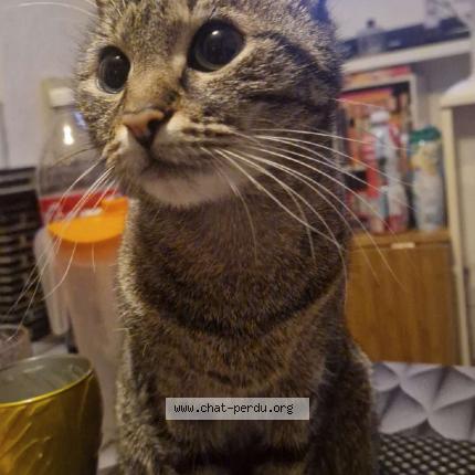 Photo 1/1 sweety Chat lost in Laneuveville devant nancy