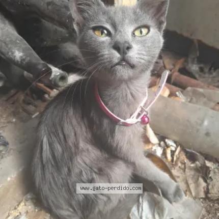 Photo 1/1 Francia Chat lost in Ezpeleta