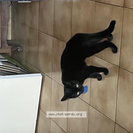 Photo 1/1 Windy Chat lost in Senlis