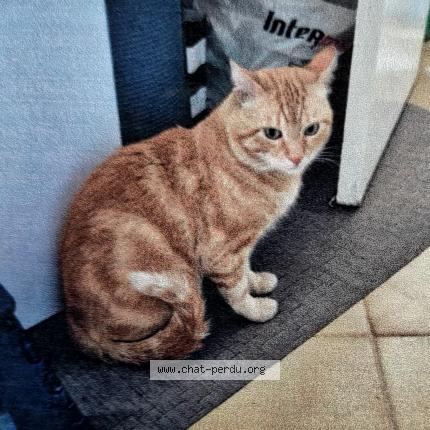 Photo 1/1 Found cat Found in Nice