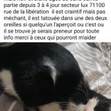 Picture of cat lost at Lux