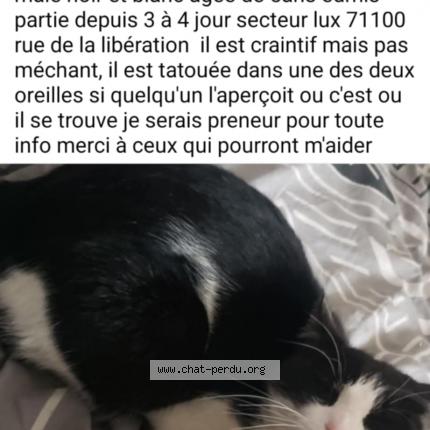 Photo 1/1 Juju Chat lost in Lux