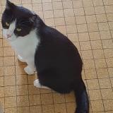 Picture of cat lost at Lux