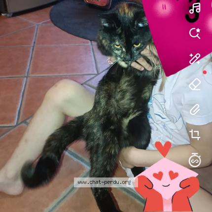 Photo 1/1 Vaiana Chat lost in St luperce