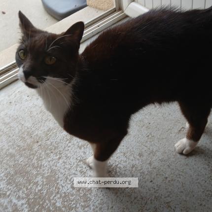 Photo 1/1 Found cat Found in Fermanville