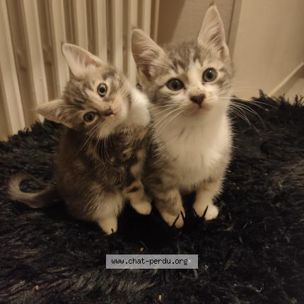 Photo 1/1 Zorro Chat lost in Creil