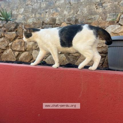 Photo 1/1 Ciro Chat lost in Grasse