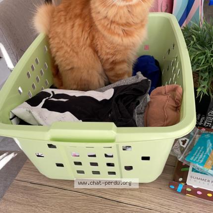 Photo 1/1 Rouky Chat lost in Eysines