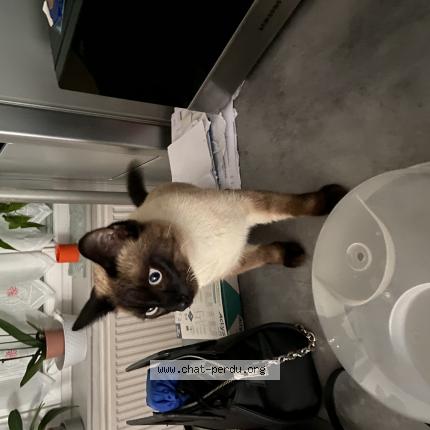 Photo 1/1 saya Chat lost in Hem