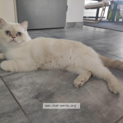 Photo 1/1 SISSY Chat lost in Blere