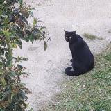 Picture of cat lost at Talence