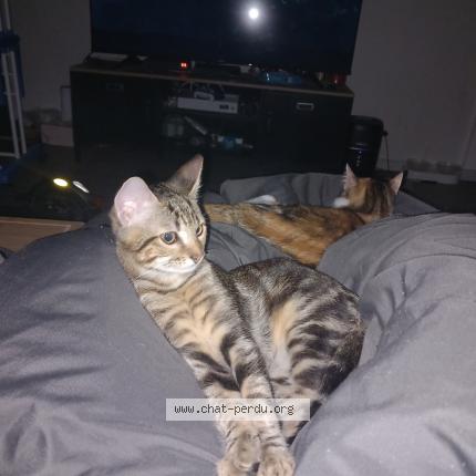 Photo 1/1 Chouki Chat lost in Pau